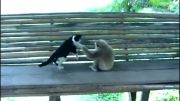 بازی میمون با گربه