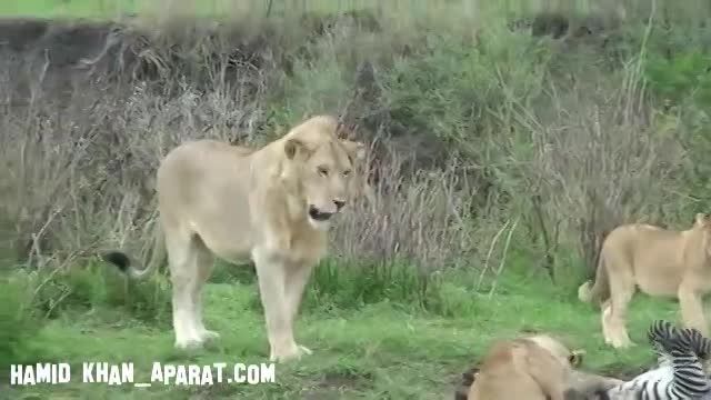 شکار گوره خر توسط گله شیرها