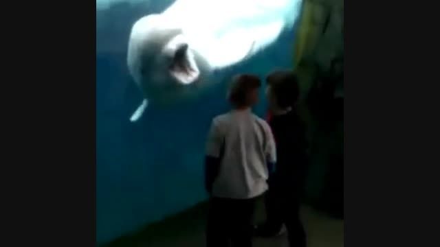 ترس دو بچه از دلفین