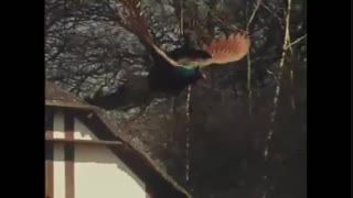 پرواز و خودنمایی طاووس!!!!! (بسیار جذاب)