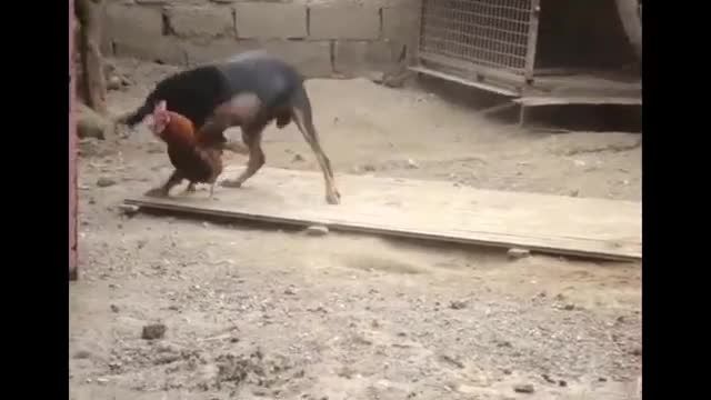 جنگیدن خروس با سگ