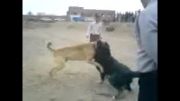 جنگ سگ آذربایجان 7