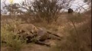 کشتن بوفالو ی غول پیکر توسط یک شیر ماده