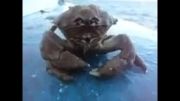 عجیب ترین خرچنگ دنیا