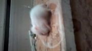 بچه همستر سفید