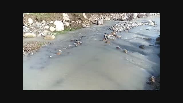 تخم ریزی ماهیان سفیدمراتع سنگرمال رودخانه چشمه کیله