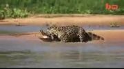 شکار تمساح توسط یوز پلنگ