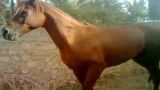 اسب عرب زیبا
