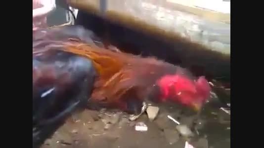 مرغ بعد از کشتن راه میرود