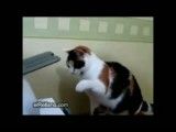 دعوای گربه با پرینتر
