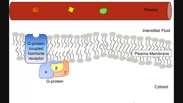 How Hormones Use G-protein Signaling Pathways
