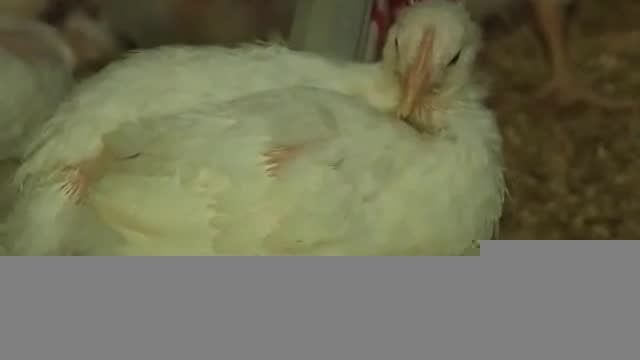 توزیع مرغ خوش اندام در اصفهان!