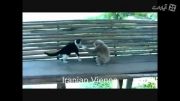 میمون زرنگ و گربه تنبل