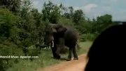 حمله زیرکانه فیل به توریست ها