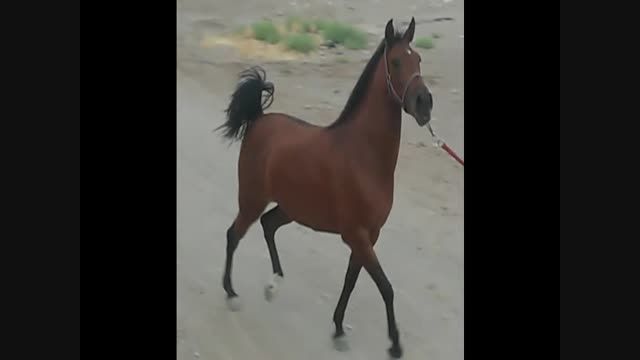 اسب ماهورا
