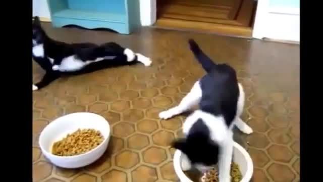 [Funny Cats Big Compilation 2015! [NEW