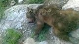 قتل وحشتناک خرس های سمیرم