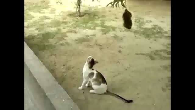 بازیگوشی سگ و میمون
