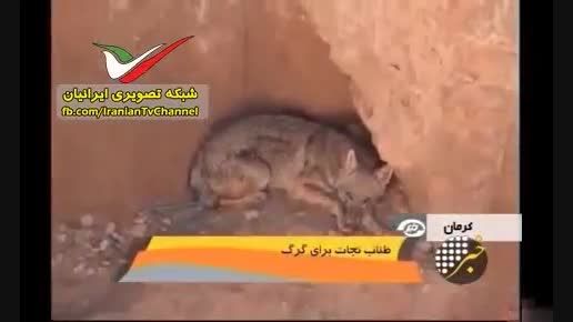 استفاده از طناب نجات برای گرگ باهوش در ایران
