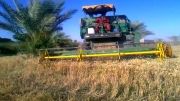 کمباین - درو کردن گندم - زمین کشاورزی رامهرمز - برداشت محصول