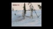 بازی توله خرس های قطبی