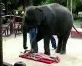 مشت و مال دادن فیل....