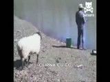 گوسفند خفن (آخر خنده)