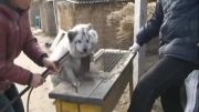 فیلم شماره سوم از جنایت های چینی ها دربرابر حیوانات