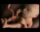 نمای سه بعدی اسپرم و جنین تا بارداری و تولد