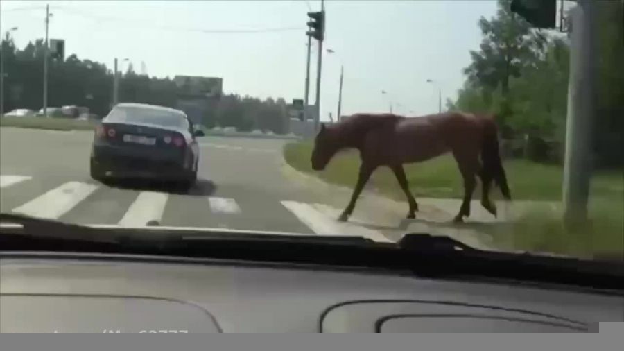عبور اسب از خط کشی عابر پیاده