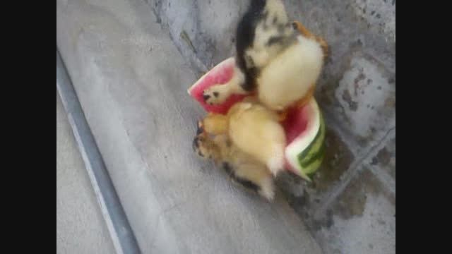 اردک در حال هندونه خوردن