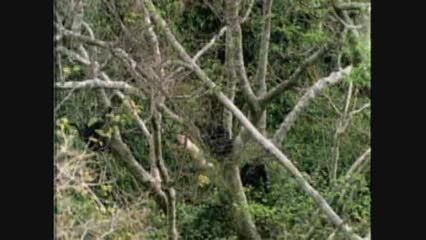 حمله شامپانزه ها و شکار میمون بالای درختان