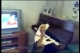 سگ پیانیست و خواننده !
