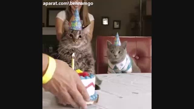 جشن تولد گربه.ته خنده :))