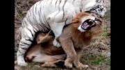 tiger vs lion