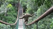 قدم زنی میمون روی پل و بالانس