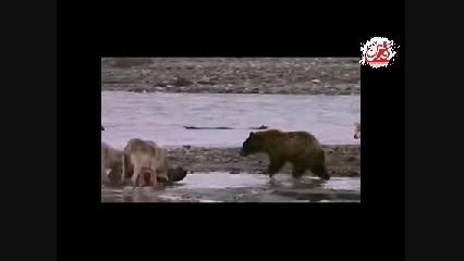 مبارزه خرس با گرگها