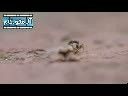 جنگ مورچه و عنکبوت