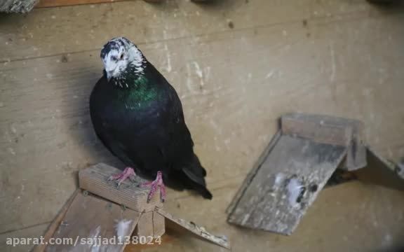 کبوتران ایرانی نقش در خارج از کشور