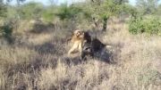 صحنه ای نادر در حیات وحش(کشته شدن یک شیر نر توسط دو شیر نر)