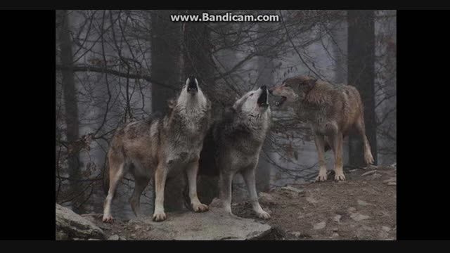 ☸Howling Wolves☸❖زوزه گـــرگــــ❖پیشنهاد ویژه