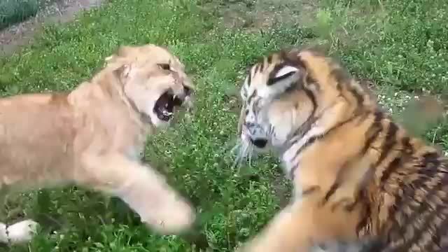 TIGER vs LION Real Fight video