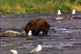 عبور خرس از رودخانه وشکار ماهی