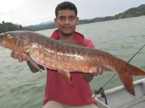 ماهیگیری بسیار جالب و بزرگ در مالزی بسیار دیدنی است