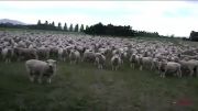 راهپیمایی بزرگ گوسفندان