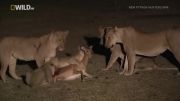 آموزش شکار به توله شیرها