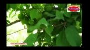 افزایش باردهی درخت آلو بخارا - استان لرستان