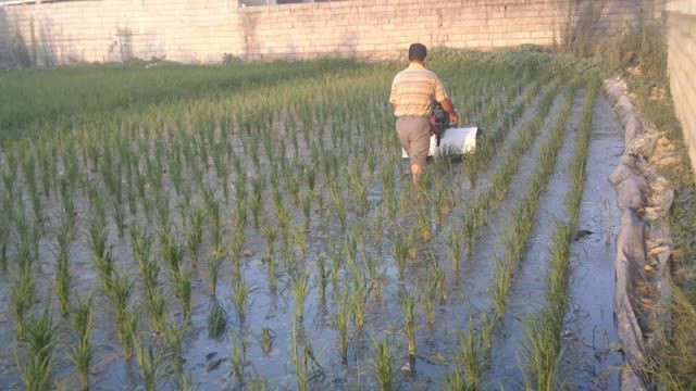 وجین کن های برنج از نوع راه رونده
