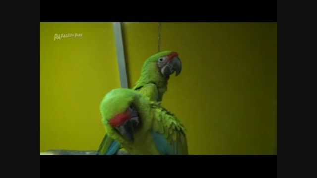 طوطی ماکائوی سبزکبیر یابافونGreat Green Macaw or Buffon