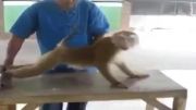 میمون ورزشکار (شنا ، دراز و نشست و ...)
